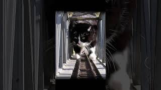 Katze vs. Gartenbahn #gartenbahn #gardenrailway #cat #katze