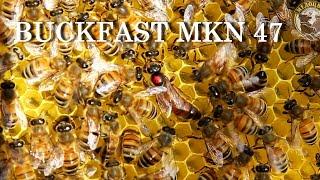 Материнская семья Buckfast MKN 47 Облёт остров Marken