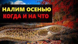 РЫБАЛКА НА НАЛИМА ОСЕНЬЮ. ГДЕ ИСКАТЬ НА ЧТО ЛОВИТЬ