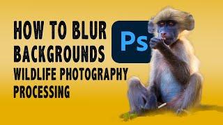 HOW TO BLUR BACKGROUND IN WILDLIFE PHOTOGRAPHY WITH SUBJECT SELECT