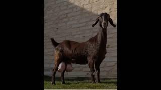 Damascus goat #animalrescue #goat #damascus #wildliferescue #wildlife #ecology