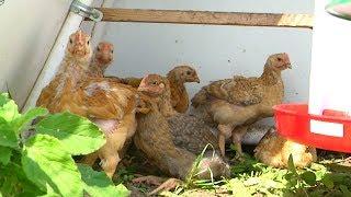 ISU researchers incorporate chickens into crop rotations