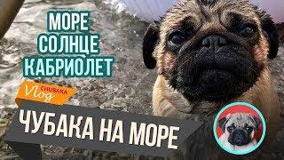 Море, солнце, кабриолет. Чубака в Крыму. Chubaka Vlog!