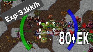 3.1kk Exp per hour on level 80 Elite knight | Tibia low level oramond west hunt.