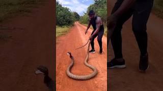 You just have to be so fearless in life..#snakes #respect #shorts