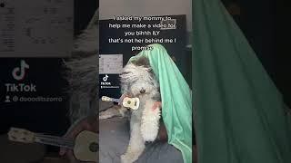 #dogsoftiktok #funnydogs #dogmom