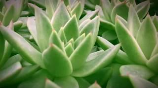 succulents pan - slow