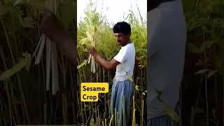 Sesame crop cutting #viral #youtubeshorts #villagelife