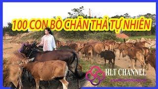 MÔ HÌNH NUÔI BÒ THỊT CHĂN THẢ TỰ NHIÊN