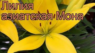 Лилия азиатская Мона (lilium asiatic mona)  лилия Мона обзор: как сажать луковицы лилии Мона