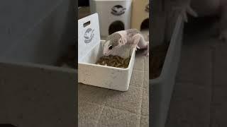 Geckopia Friend Forever!️