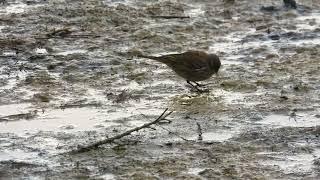 Rock Pipit searching for food  4K