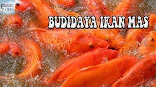 TIPS USAHA BUDIDAYA IKAN MAS BAGI PEMULA