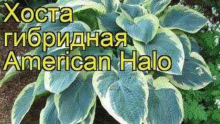 Хоста гибридная Американский Ореол. Краткий обзор, описание hosta hybrida American Halo