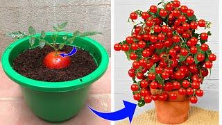 Why didn't I learn about this tomato breeding trick sooner | Relax Garden