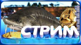 РР4 СТРИМ • РАЗМОТ ТРОФЕЙНОЙ БЕЛУГИ!