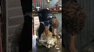 CRJ Shearing Services