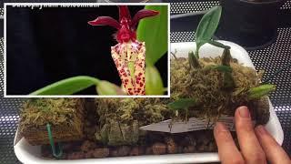 МОИ БУЛЬБОФИЛЛУМЫ!!!Bulbophyllum Lasiochilum, Bulbophyllum Frostii