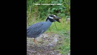 Yellow Crowned Night Heron - See Full Video                    #birds #nature #wildlife #shorebirds