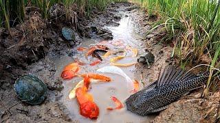 Unbelievable Fishing At Rice Fields| Turtle Koi Blood Parrot Giant Oranda Goldfish Suckermouth Betta