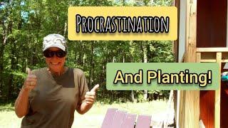 Procrastinating and Planting - Ann's Tiny Life