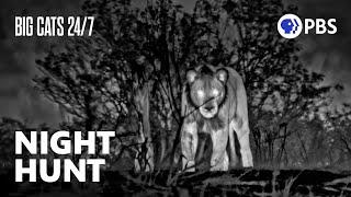 Thermal Cameras Capture Lions On a Midnight Hunt | Big Cats 24/7 | PBS