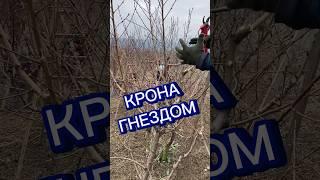 Обрезка кроны гнездом #огород #сад #дача #обрезка #рыбалка #природа #обрезкадеревьев #юмор #весна