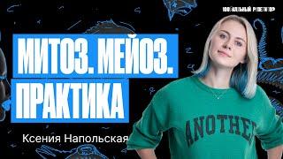 Митоз. Мейоз. Практика. ЕГЭ по биологии 2024 | Ксения Напольская