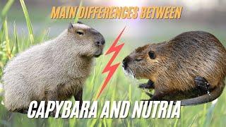 Capybara vs Nutria What’s the Differences Between Capybara vs Nutria?