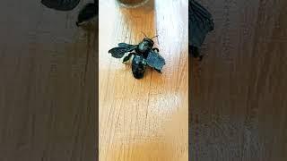 Violet Carpenter Bee | Attempt To Change Normal Position | #shorts