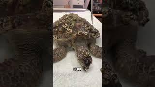 WHY BARNACLES HITCH A Ride On Turtles  #Shorts