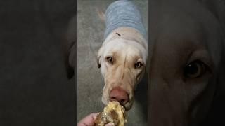 LABRADOR RETRIEVER PUPPY TRIES A BAKED POTATO SKIN WITH CHEESE #shorts #youtubeshorts