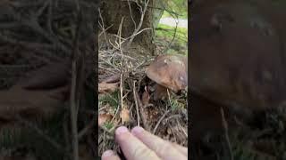 Funghi Porcini Boletus Edulis 2023 грибы