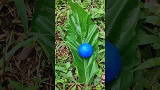 blue egg #egg #eggs