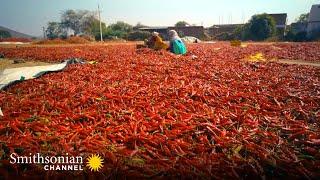 This Indian City Sells 3,500 TONS of Chilies EVERYDAY  Inside The Factory | Smithsonian Channel