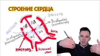 Строение сердца | ЕГЭ Биология | Даниил Дарвин