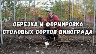 Обрезка и формировка столовых сортов винограда️ .