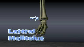 Anatomy of Ankle Fractures