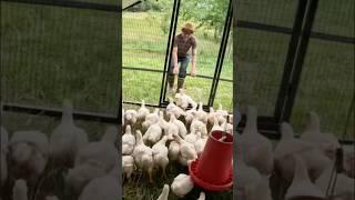 Moving Chickens on Grass Builds healthy Soil