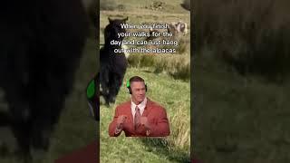 Hanging out with alpacas 