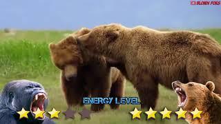 Gorilla VS Bear Real Fight   Strongest Predator Animals Fights to Death   Blondi Foks