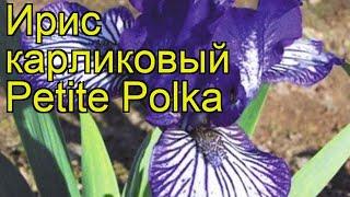 Ирис карликовый Петит Полька. Краткий обзор, описание характеристик iris pumila Petite Polka