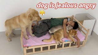 Super funny!How does my golden retriever react when I cuddle with my two cats to sleep?Cute Animals