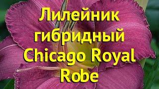 Лилейник гибридный Чикаго Роял Руб. Краткий обзор, описание hemerocallis Chicago Royal Robe