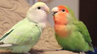 Lovebirds Singing & Talking | Lovebirds As Pets