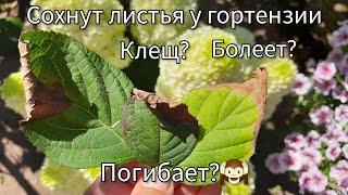 Сохнут и опадают листья у гортензии. Клещ?...???