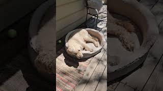Artie naps outside  #standardpoodle #poodle ##dogs #spoo #nap #outdoors
