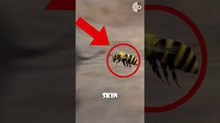 The Surprising Way Bees  Stop Elephants !