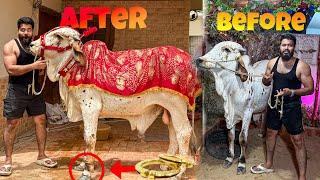 MY COW LIVING LIKE A KING | WEARING GOLD JEWELLERY  | SYED FAHAD