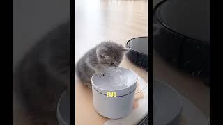 Proof That Pets Are Cooler Than Us  #lovepets #coolcats #animals